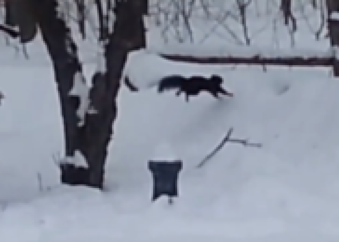 Internetā smejas par piedzērušos vāverīti. VIDEO