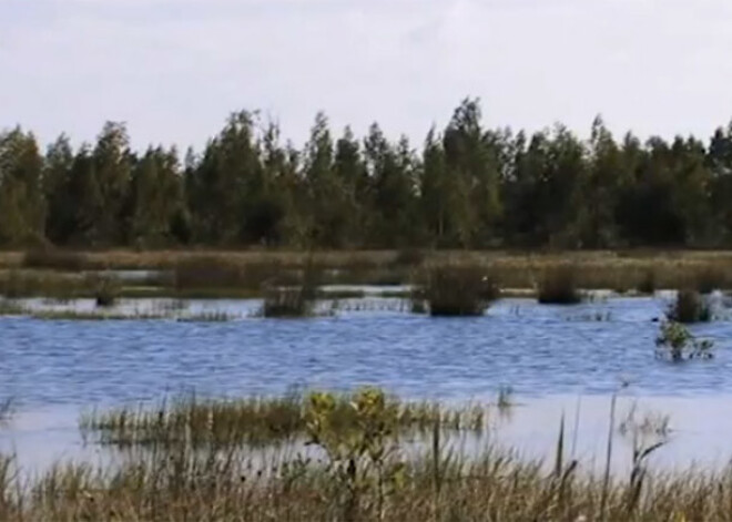 Cenšas atjaunot Latvijas purvus. VIDEO