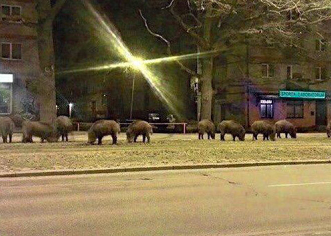 Aizdomas par viltotu foto. Vai Rīgā atgriezušās mežacūkas?