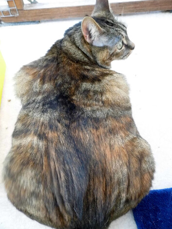 Кошке определенно надо похудеть