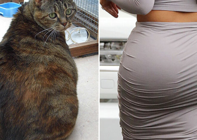 Кошку с большой попой прозвали Кит Кардашьян