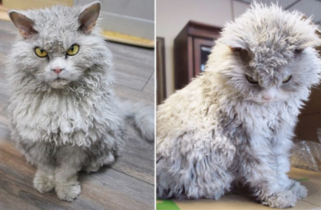 Кот с суровой мордой на самом деле — очень веселый