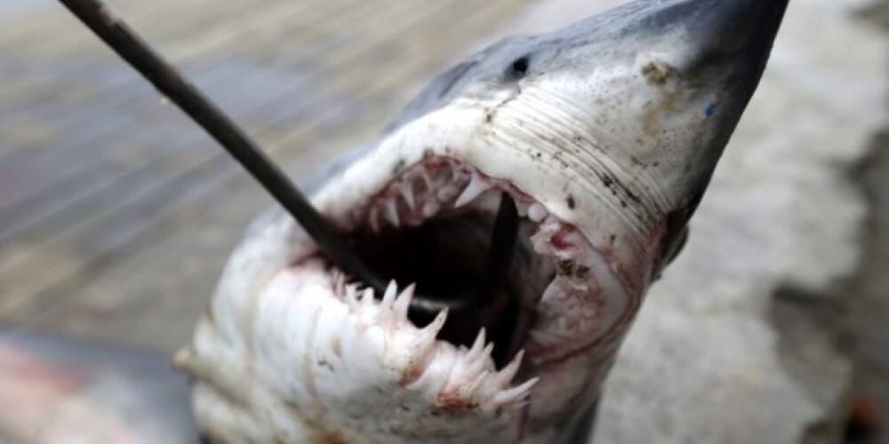 Из-за нападений акул в 2010 году властям Египта пришлось на неделю закрыть курортный город Шарм-эш-Шейх