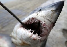 Из-за нападений акул в 2010 году властям Египта пришлось на неделю закрыть курортный город Шарм-эш-Шейх