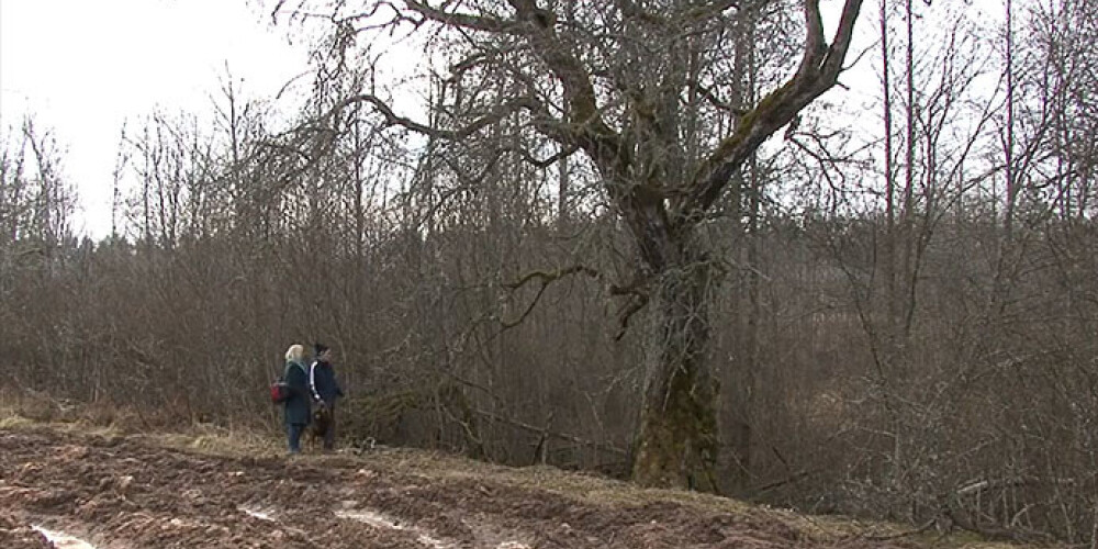 Skrundas pagastā atklāta Latvijas dižākā mežābele. VIDEO