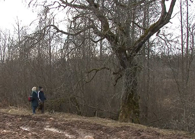 Skrundas pagastā atklāta Latvijas dižākā mežābele. VIDEO