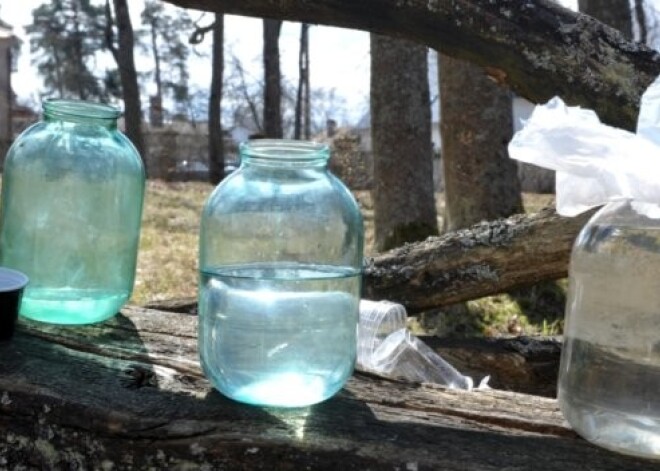 Soda cilvēkus, kas laukos nelegāli tecina bērzu sulu. VIDEO