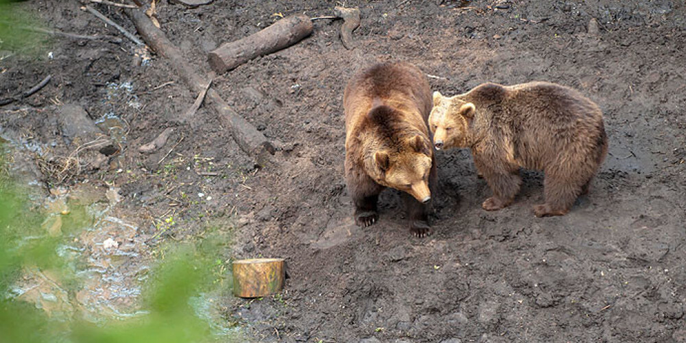 Līgatnes dabas taku lāču dvīņu brāļi Mikus un Puika šajās dienās svin apaļu jubileju – 20. dzimšanas dienu.