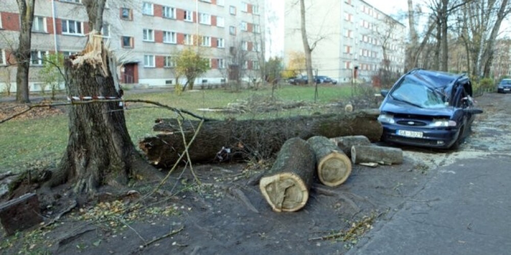 Буря прошла по Латвии: ветер валил деревья и обрывал линии электропередач