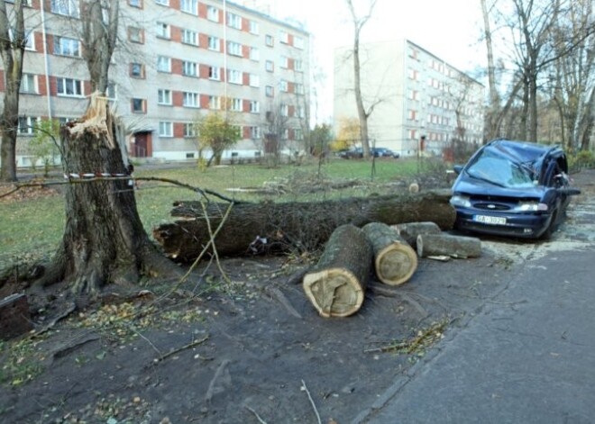 Буря прошла по Латвии: ветер валил деревья и обрывал линии электропередач