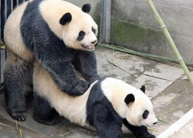 Gigantisko pandu neparastais seksa maratons. VIDEO