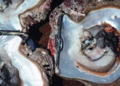 Женщина насчитала 50 жемчужин в устрице, которую она заказала на обед