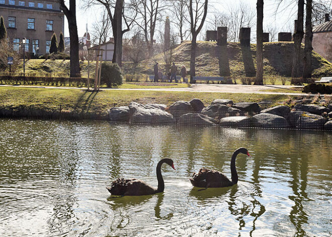 Cēsīs atgriezušies melnie gulbji. FOTO