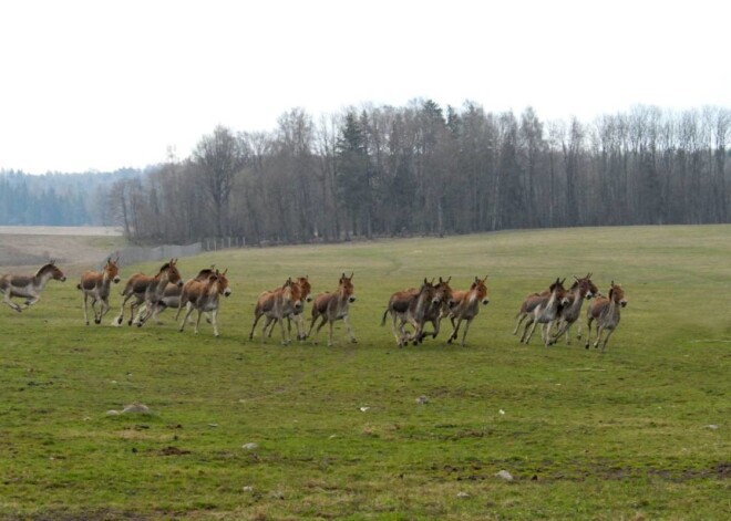 Rīgas Zoodārzs piedāvā Putnu dienas „Cīruļos”