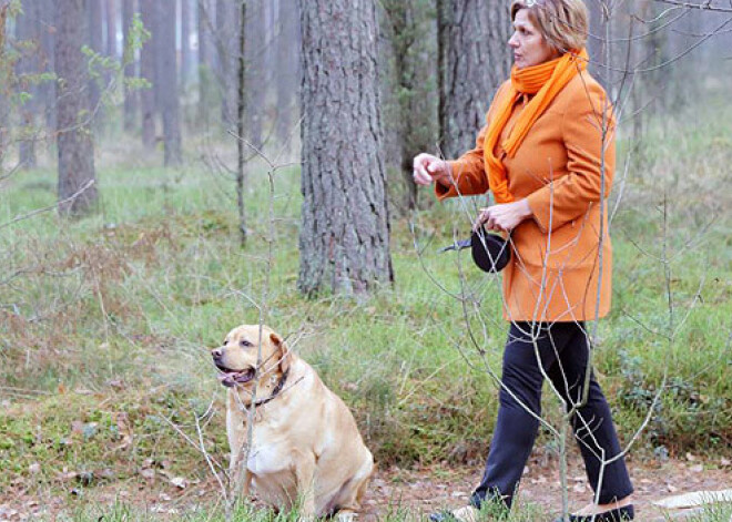 Langstiņu asinskārā suņa saimniece negrib maksāt un tiesājas. FOTO