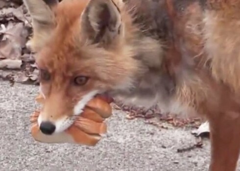 Живущая в Чернобыле лисица мастерски «готовит» себе многоэтажный бутерброд!