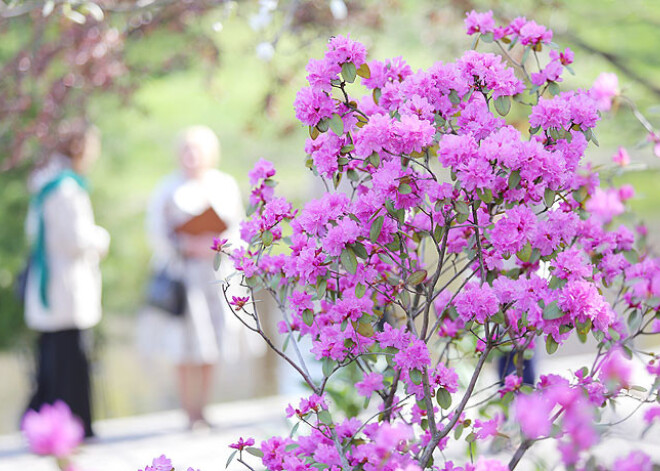 Latvijas Universitāte atklāja mecenātiem un darbiniekiem veltītu rododendru dobi. FOTO