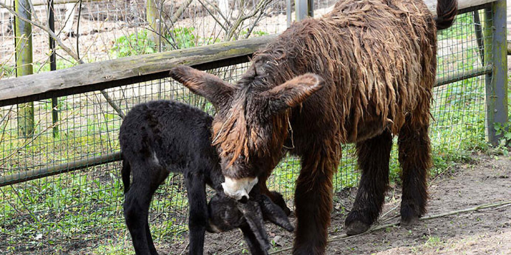 Vienai no senākajām un retākajām ēzeļu šķirnēm Puatu ēzeļiem mammai Acilijai līdzi skraida divas nedēļas veca meitiņa Aurora.