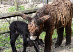 Vienai no senākajām un retākajām ēzeļu šķirnēm Puatu ēzeļiem mammai Acilijai līdzi skraida divas nedēļas veca meitiņa Aurora.