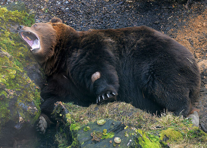 Ragaciema lācis Bargais zoodārzā laiski bauda pavasari. FOTO