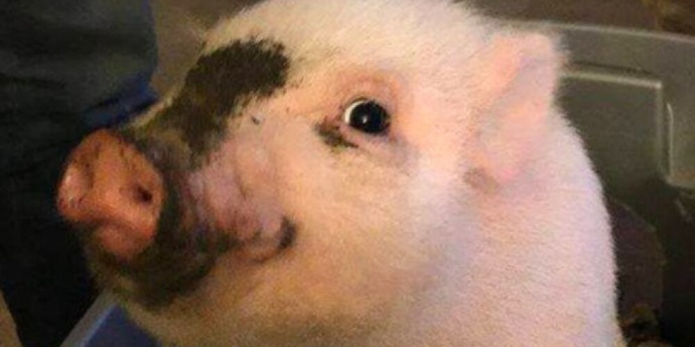 Страница кандидата в мэры Гигглз в Facebook за несколько дней с момента создания набрала более 1,5 тысячи подписчиков.