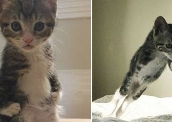 Кот живет жизнью кенгуру