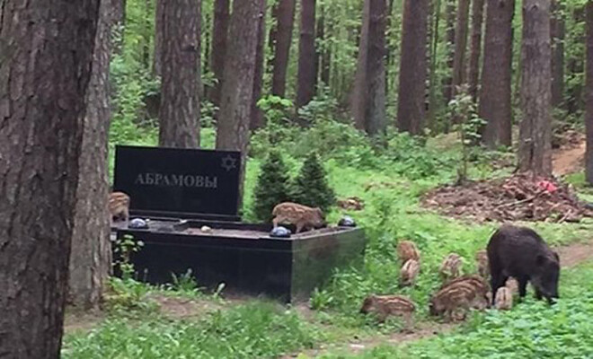 Šmerļa kapos uzdarbojas arī prāvs mežacūku jaunās paaudzes pulciņš.