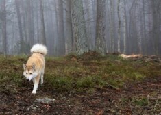 По периметру леса владельцы должны держать собак на поводке, а в глубине леса они могут гулять на свободе