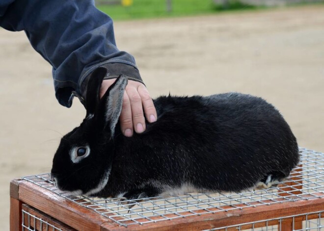 Rīgas Zoodārza filiālē "Cīruļi"