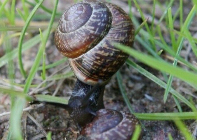 Latvieši sākuši naski piepelnīties, lasot vīngliemežus