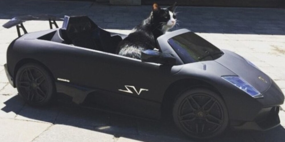 Канадец купил своему котику Lamborghini, стоимость которой не уточняется