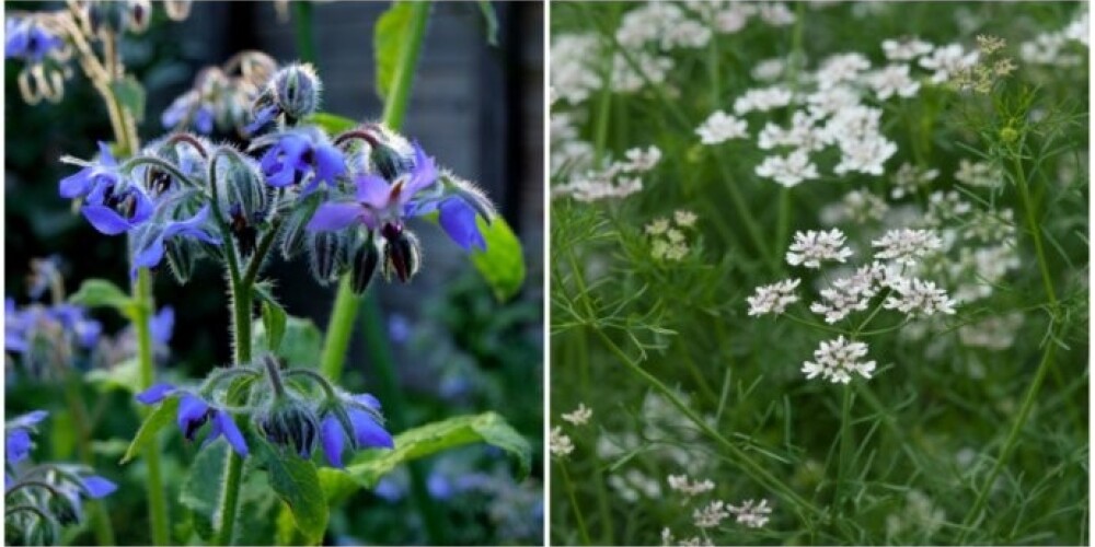 5 ideāli augi tiem, kam nepatīk daudz rušināties dārzā