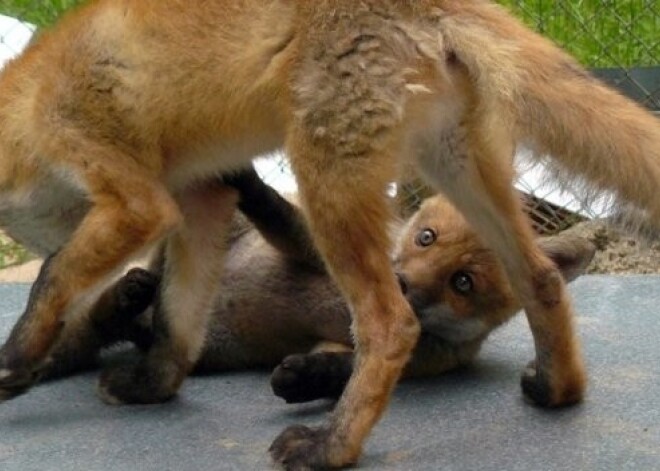 Līgatnes dabas taku darbiniekus pārsteidz piedzimušie lapsēni. FOTO