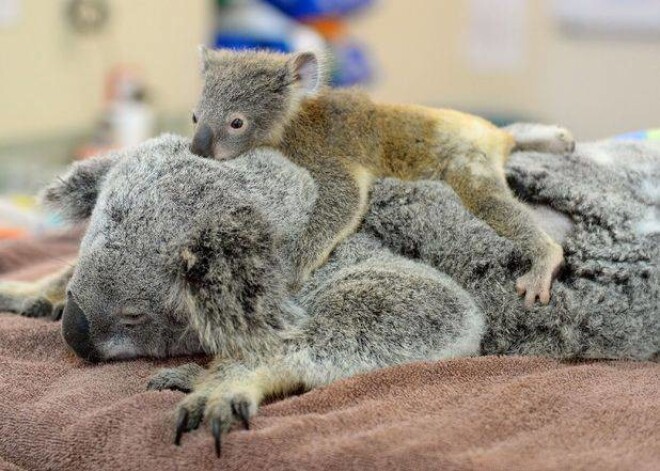 Sešus mēnešus vecā Lizija – maziņa koala, kuras raižu pilnais skatiens liecina par intelektu. Lizijas māmiņu notrieca automašīna, un mazulīte ļoti pārdzīvoja.