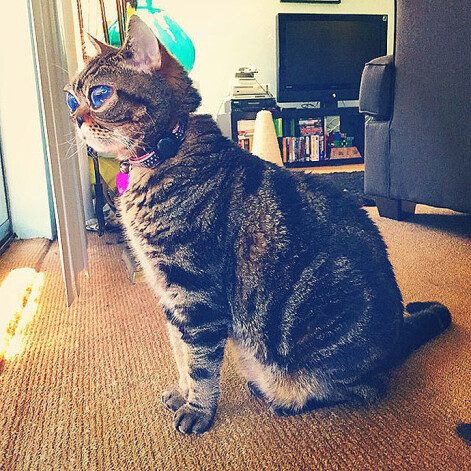 Скоро кошке придется пережить операцию