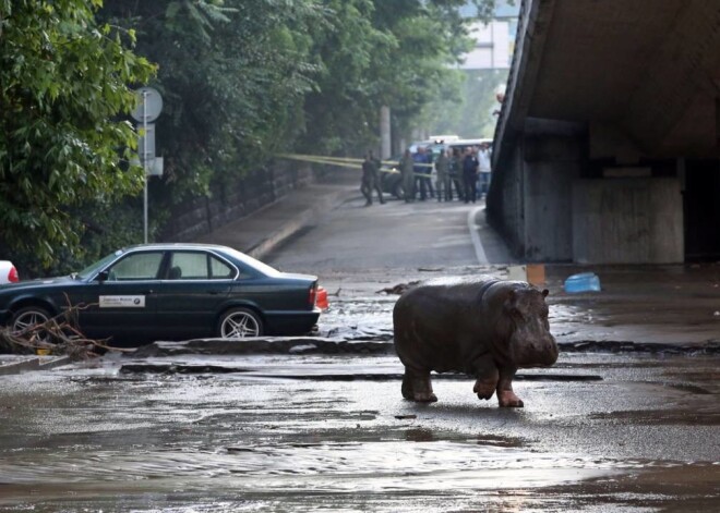 Gruzijas galvaspilsētā Tbilisi spēcīgas lietavas izraisīja plūdus, dabas stihijai pārraujot ceļus un citu infrastruktūru, stipri sabojājot zooloģisko dārzu, no kura aizbēguši dzīvnieki, kā arī prasot vismaz astoņu cilvēku dzīvību.