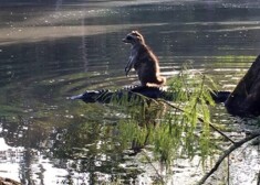 Снимок, который Ричард Джонс прислал в СМИ, чтобы порадовать как можно больше людей, моментально стал популярным в интернете и вызвал широкое обсуждение