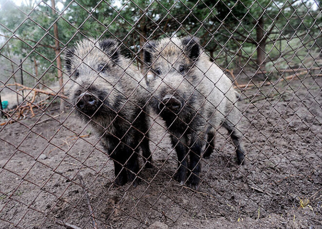 Rīgas mežacūkas vilinās ar kukurūzu piebērtās "ķertuvēs"