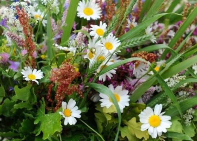 Centrāltirgū sparīgi tirgo Jāņu zāles