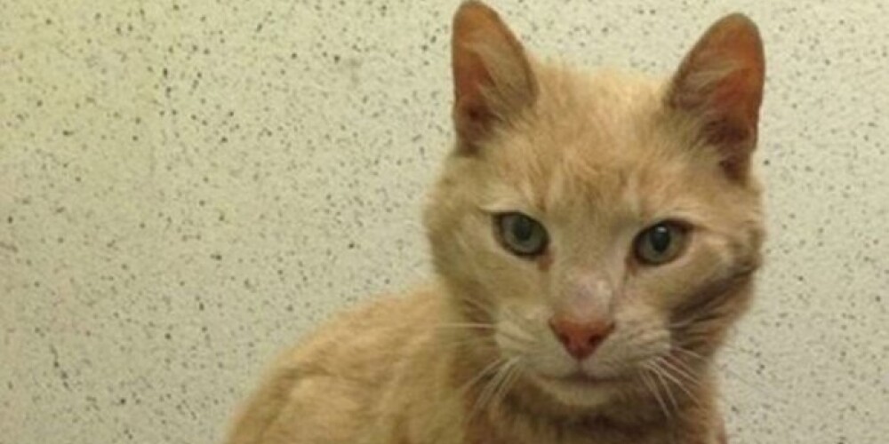 Пропавшего 15 лет назад кота нашли за тысячи километров от дома