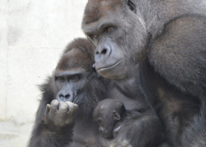 Neparasti pievilcīgs gorilla lauž meiteņu sirdis. FOTO. VIDEO