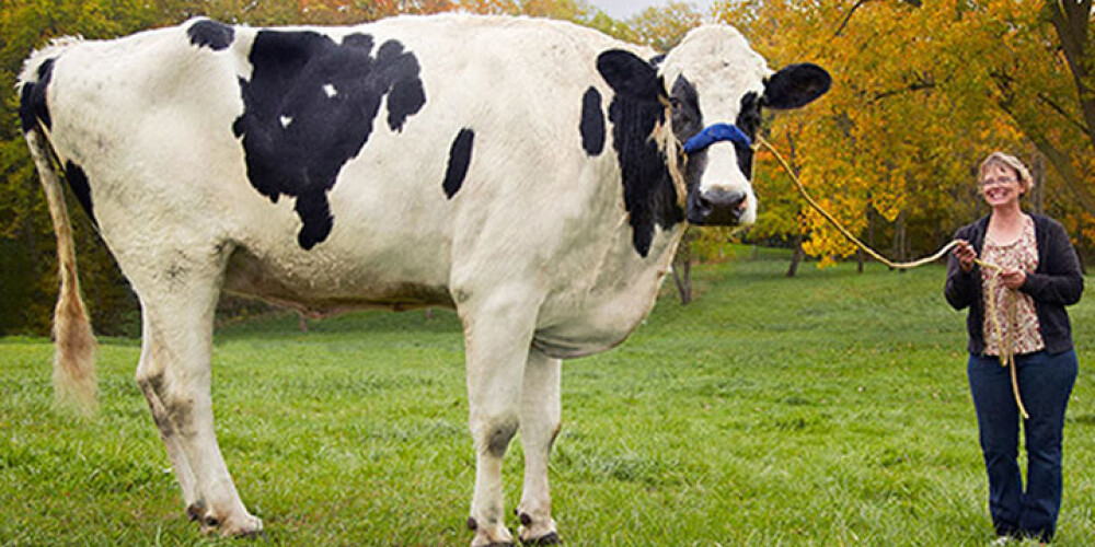 Самая высокая в мире корова. ВИДЕО