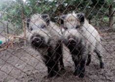 Отлов кабанов и вывоз их в принадлежащие самоуправлению леса в Тинужи планируется завершить до осени.