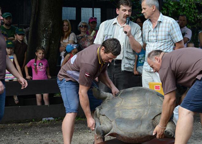 Rīgas zooloģiskajā dārzā uz piecpadsmitgades svinībām pulcējas bruņrupuču svēršanas speciālisti. FOTO