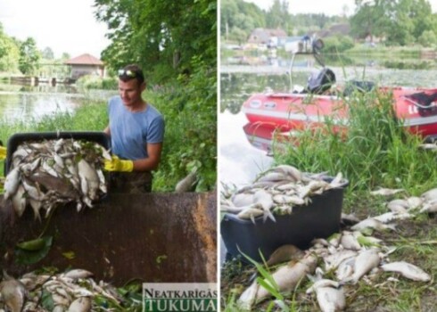 Patlaban mirušas zivis tiek atrastas Šlokenbekas Dzirnavu ezerā, bet citos ezeros, kuros ietek Slocenes upe, beigtu zivju nav - ne Valguma ezerā, ne Kaņiera ezerā.