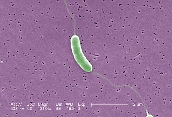 Vibrio Vulnificus ir īpaši bīstamas cilvēkiem ar pazeminātu imunitāti, ja ir vaļējas brūces vai citi ādas bojājumi.