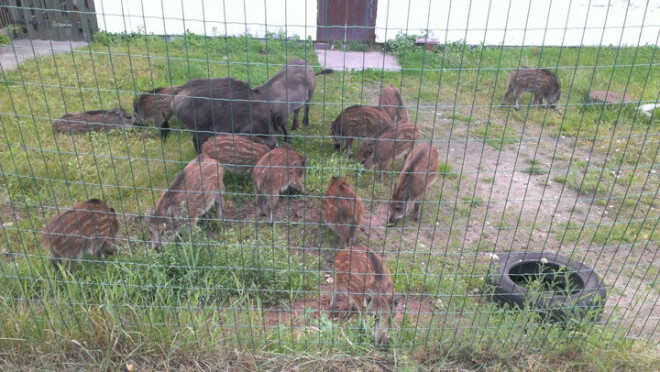 Meža rukšus no galvaspilsētas uz Tīnūžu mežu palīdzēja nogādāt Pierīgas mednieku kluba pārstāvji.