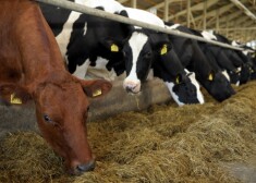 Jauns trieciens Latvijas zemniekiem - paziņots, ka samazina piena cenas. VIDEO