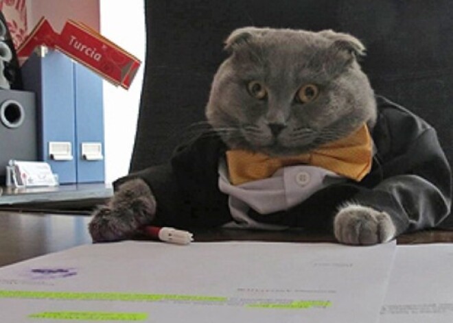 Кота назначили пиар-менеджером румынского интернет-магазина