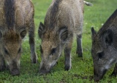 Ушаков о кабанах в Икшкиле: "Это не наши свиньи"